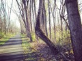 I called this tree the sexy tree... #nature #walkingthedog