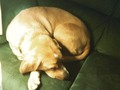 The baby is asleep... #puppy #dogsofinsta