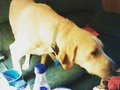 Always trying to get in my stuff