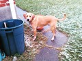 Well when we got this guy they said he was almost a year old... So I don't think his previous owners when he was born let him out when it snowed cause he was freaking out and gave me this look. So puppies first snow #dog #dogsofinsta