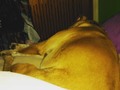 I love him but he is so fat. By fat I mean a large dog who takes up a third of my bed and sentences m sometimes half of it #dog