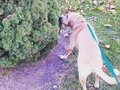 Rufus was sniffing that Bush for like ten minutes. #walkingthedog #piqua #dog