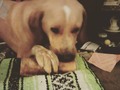 He didn't think I was gonna pay attention to him so he slammed his bone on my foot rest and went to town eating it right in front of me... attention whore much haha. #dog #dogsofinsta