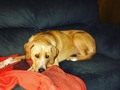 #puppy