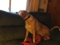 How he waits for mom to get back...