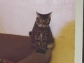 Playing with my friends #cat #kitty