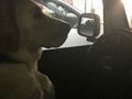 Sometimes my #puppy likes to pretend he is driving while waiting in the car.