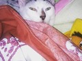 Vivo y muero #extrañandote bb más q mi mascota fuiste mi compañero mi pedacito de luz hoy te #extraño más que nunca #lucho