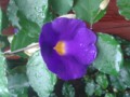 Rainy Day Bloom