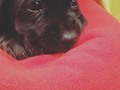 Feliz cumpleaños a mi bebé de perro Corki 💖 tiene ya su primer añito y me ha hecho muy feliz en todo este tiempo que ha estado conmigo 💖 No ha sido un perro fácil porque (para mi sorpresa) los salchichas son bien odiosos con desconocidos y tercos para el entrenamiento, pero el amor que dan es inigualable 💖😍 te amo mucho Corki. . . . . . . . . #dog #daschund #weinerdog