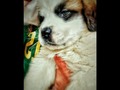 Koba San bernardo new #love #dog #family