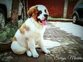 KODA<3 #sanbernardo #dog #love
