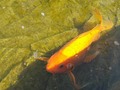 #Fish #Water #peces #Color #orange #naranja #laranja #estanque #pv #vallarta #mx #laisla