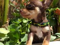 #Puppys #pets #mascota #dog #perro #chihuahua #small #brown #cafe #white #blanco #perritos #animals #savethenature #pequeños #cute #lindos #plants #day #spring #doggies #babys #bebés