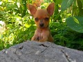 #Puppys #pets #mascota #dog #perro #chihuahua #small #brown #cafe #white #blanco #perritos #animals #savethenature #pequeños #cute #lindos #plants #day #spring #doggies #babys #bebés #chihuahua #doggie #cachorro