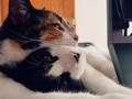 ❤️🐈 > entropy . . . #love #cats #entropy #bestfriends #brothers