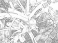 Garden Plants Photo Sketch
