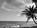 Barbados Beach (Black & White)