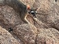 Minion, the ringtail@cat who tried to eat Lawrence’s banana.