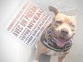 Discuter avec un imbécile es jouer aux échecs avec un pigeon : il balancera à terre toutes les pièces, chiera au milieu de l’échiquier et fera une danse de triomphe pour finir le tout #bully #pitbull #pittie #makithepittie #pitbullsofficial #pitbulllove #pitbullpuppy #pitbulllife #pitbulladvocate #echecs #imbecile #pigeon #chier #pitbullgram #pitbullterrier #pitbulllover #chien #chienheureux #chienmignon #doggo #bebechien #baby #babydog #chouchou #щен #щеня #собака #собакаулыбака