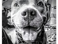 Shades of gray 🐾 #shadesofgrey #sweet #pets #animals #idontgiveashit #kiss