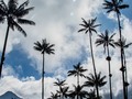 Desde cocora para el mundo. Yo usaría esta imagen como fondo de pantalla. ¿Ustedes que opinan sobre eso? - - - - - - - - - - - #valle #valley #canon #canoncolombia #nature #palms #cocora #salento #quindio #colores #moodygrams #moody #colombia #palmas #animals #animales #loros
