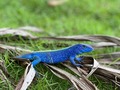 Lagartija Azul, lagartija de garganta azul, Lagarto Guitarrero, lobito, cuco y abanico.  No les voy a contar ningún dato interesante porque no encontré algo de relevancia con esta especie.  Solo les diré que no pude atrapar a ninguno por su rapidez 😖 jajaja