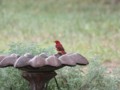 Can You Identify this Bird?