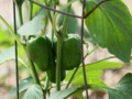 Bell Pepper Plants