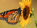 Beautiful Butterfly on Sunflower Edited