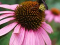 Purple Cone Flower and Honey Bee