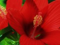 Red Hibiscus Flower, Edited