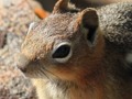 Chipmunk Face