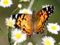 Butterfly on Wildflowers