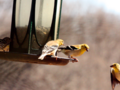 Gold Finch in Flight
