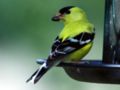 Hungry Gold Finch
