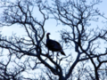 Wild Turkey in the Tree