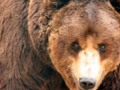 Close up of Grizzly Bear