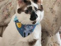 Mi guapo #Gato