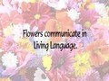 How Flowers Communicate