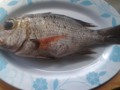 Betilya Fish