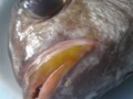 Betilya Fish Up close
