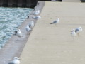 Seagulls by Lake Erie