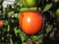 Tomato after first frost