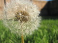 Dandelion seeds waiting for the breeze