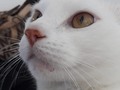 🤤😹😹😹 #simbakatking #cat #cats #neko #whitecat #fun #lol #furr #gatito #lovely #lovelycat #lovemycat #catsofinstagram #instacat #catoftheworld