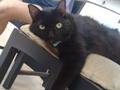 Hellooo.. por aqui Negrito reportandose! Quien dice que no es un Angelito??? #Negrito #negritochimuelo #NegritoKat #cats #Cat #catstagram #Instacat #catsofinstagram #catsofworld #AdoptaUnGatoNegro #blackcats