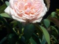 White Rose on Mini Jungle