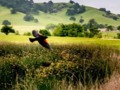And singing still dost soar, and soaring ever singest. - To A Skylark, Percy Shelley