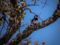 #bird #rockville